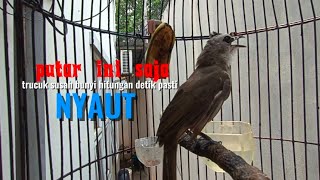 trucukan gacor TARUNG ROPEL PANJANG pancingan trucukan agar bunyi jadikan burung trucuk gacor EMOSI
