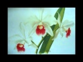 ORQUIDEAS EN PINTURA.wmv