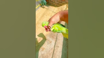 How to Catch Parrot 🦜 #birds #shorts #viralvideo #trending #parrot #trap