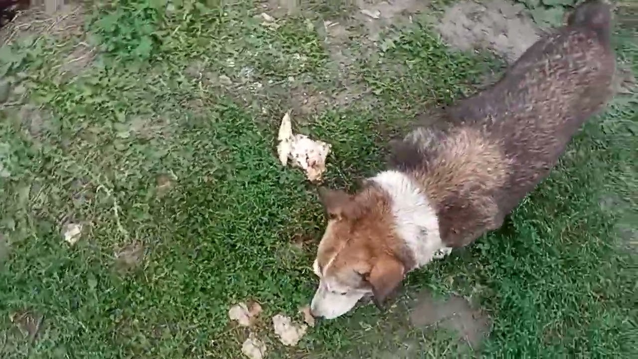 Старичок  Барни лакомится с Жуличкой!