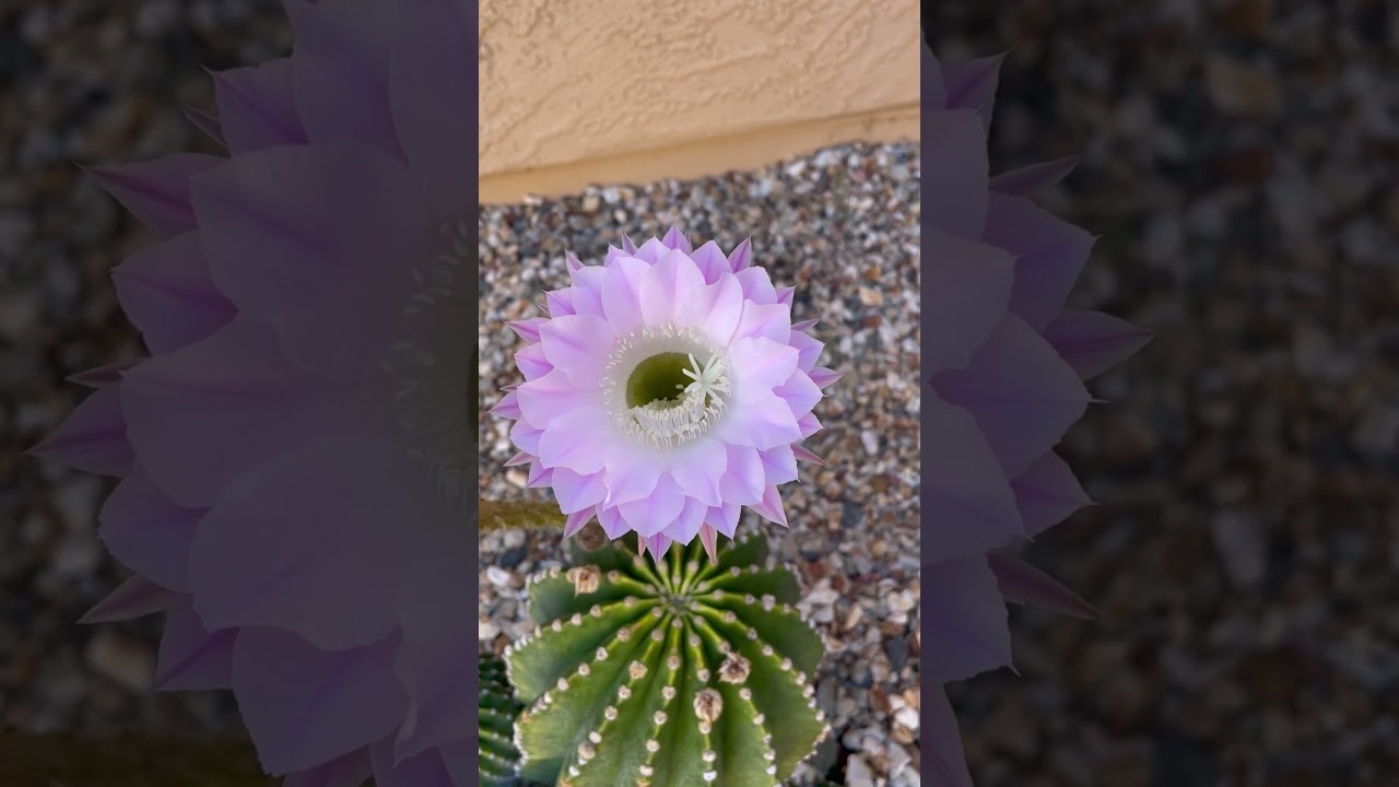 Easter Lily Cactus in Full Bloom