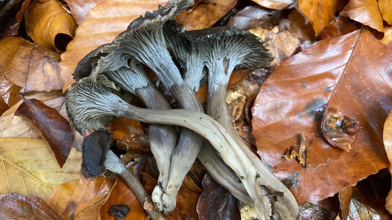 Chanterelles cendrées et autres champignons 🍄… YouTube