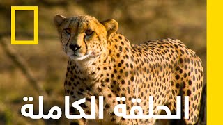 جاغوارز ضد كروكس | رجل بين الفهود | ناشونال جيوغرافيك أبوظبي