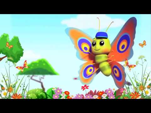 lizis pepela ლიზის პეპელა ლიზი ინჯია