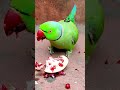 mithu parrot eating fruit 🍑😋😋😋😋 #parrot #eatingfruit #shortvideo