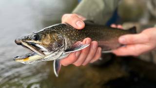 Trout, Pike, Carp & Steelhead - Southern Ontario Fishing Forecast for May 13th