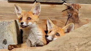 Fox Cubs Under the Decking