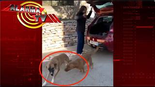 Motociclista arrollado - Bebe en Barandal - Perros adoptados | AlarmaTV Show Completo 05/16/25