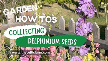🌱 How to Collect Delphinium Seeds Like a Pro: Easy Step-by-Step Guide! 🌸