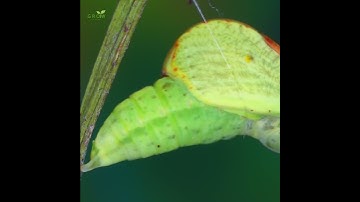 The life cycle of a butterfly is truly amazing | Common brimstone