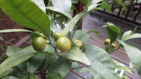 Jaké jsou kumquat plody?