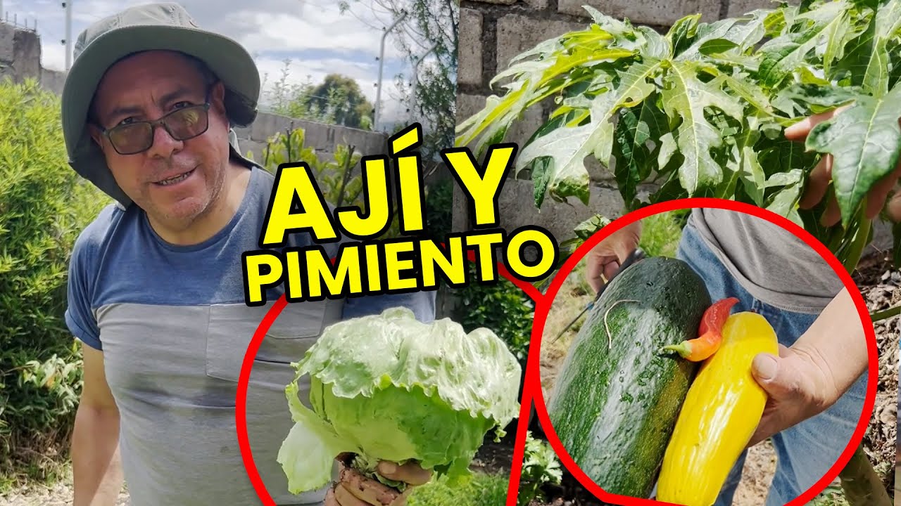 NUESTRO HUERTO ya TIENE AJÍ y PIMIENTO🥵  | Los Morales
