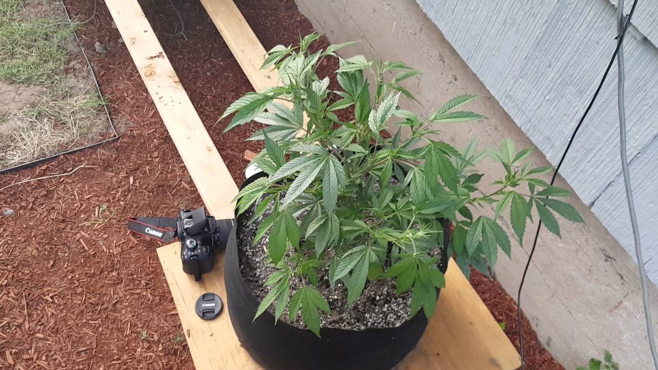 Day 46 - Oregon outdoor Cannabis grow