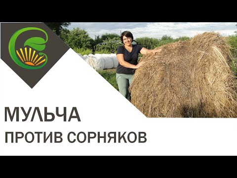 Video: Мульчирование. Суу сактагычты мульчирлөө ыкмасы