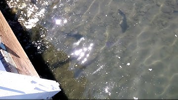 Close encounter with a school of leopard sharks at Channel Islands National Park