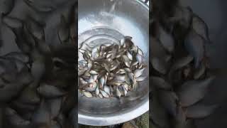 Small Fish Catching In The Sallow Water awesome fishing amazingfishinglife fishingdaily