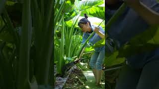 Contain Original Sounds Of Cutting Taro Branches 🥰🥰😎 #satisfying #short Resimi