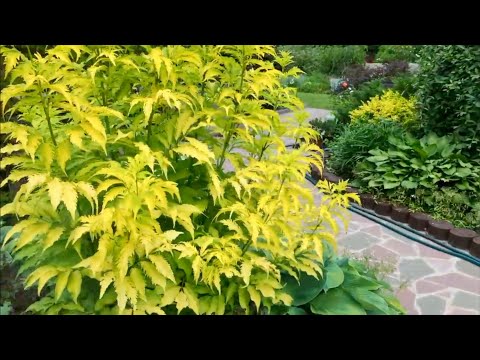 Video: Berberis 