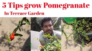 மாதுளைச்செடியில் நிறைய காய் பிடிக்க ஒரு 5 டிப்ஸ் | Tips Grow pomegranate.