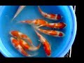 On The Koi Farm #4