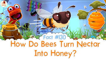 How Do Bees Turn Nectar Into Honey? - The Fact a Day - #130