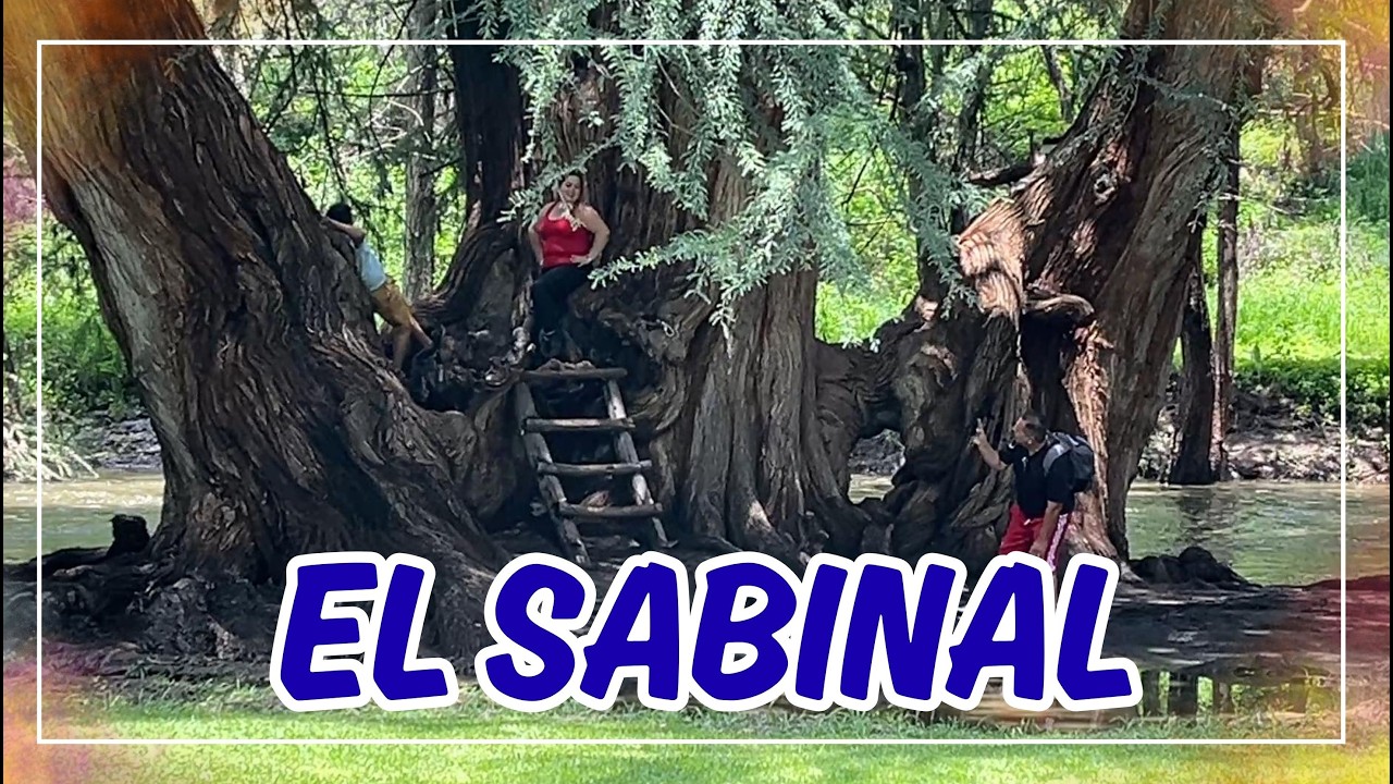 🌳 AGS El Sabinal: El parque que todo amante de la naturaleza debe conocer 🌳
