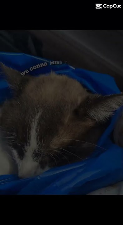 we-are-gonna-miss-you-panda-youtube
