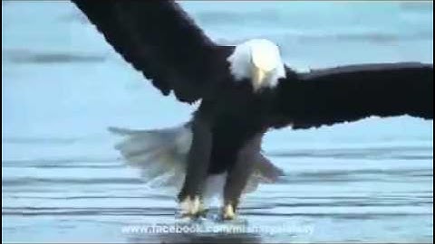 آيات التوكل علي الله