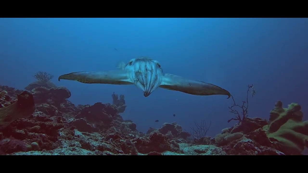 sciadv adr3686 movie s2