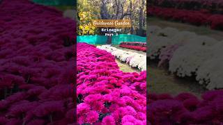 Bagh-E-Gul-Dawood Srinagar Chrysanthemum Guldavari Garden