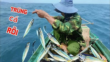 Buổi câu chiều//Trúng Đậm//bầy cá nục tròn... được giá bán cao!!!