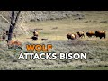 WOLF ATTACKS BISON - Slough Creek May 3, 2018