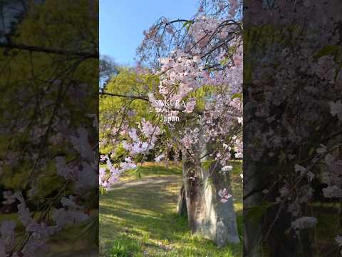 Sakura viewing walk 桜散歩　　　　　　　#桜#春#花見#cherryblossom#shorts
