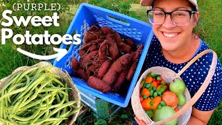 2023 Garden & Harvest Tour Week 20: PURPLE Sweet Potatoes!