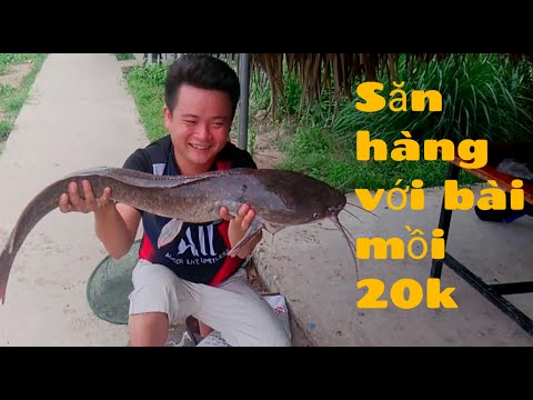 Video mồi câu cá trê, câu cá tra chỉ 20k, săn hàng cá to - youtube