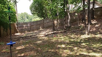 How to kill bamboo without removing the roots. Part 2 - one year followup.