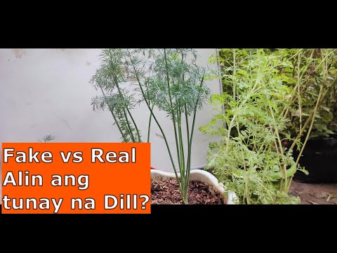 Video: Fennel at dill - ano ang pagkakaiba ng mga ito?