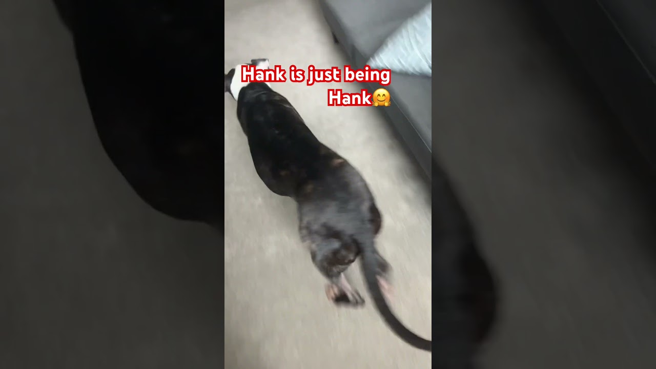 HANK IS BEING CRAZY 🤪