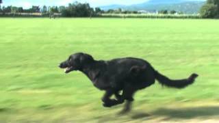 Slow Motion Dog Run