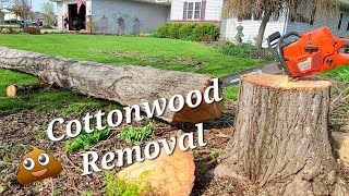 Stinky Cottonwood Removals