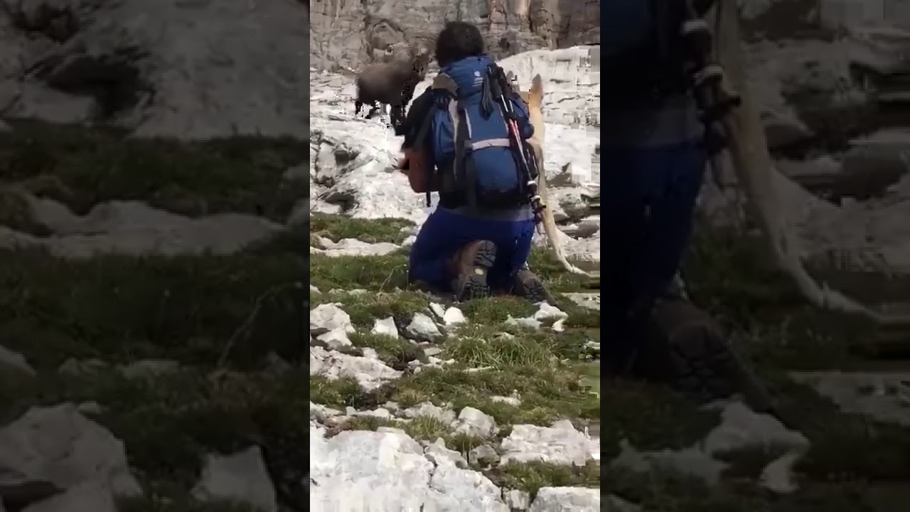 Fighting between dog and markhor