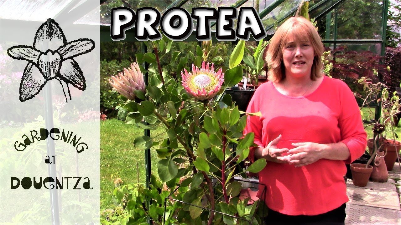 Growing The King Protea In A Frost Free Greenhouse