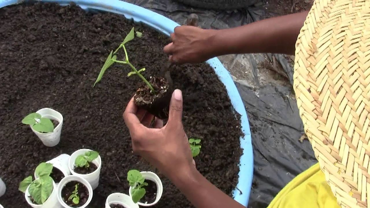 Transplanting Greenbeans into the garden YouTube