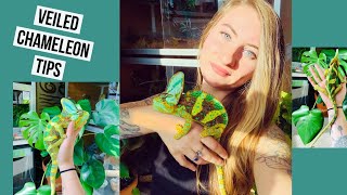 20 Tips on Veiled Chameleons!