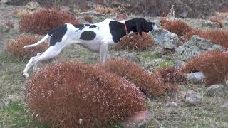 Download Lagu ERZURUM KEKLİK AVLARIM ULTİMATE TARGET ARDY MP3