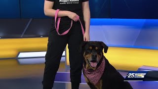 Peggy Adams seeking loving home for 5-year-old Rottweiler named Roy