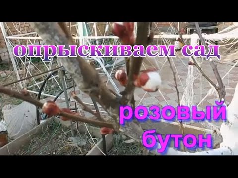 Чем можно убрать зубную боль при беременности