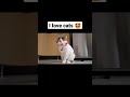 a beautiful cat washing her face