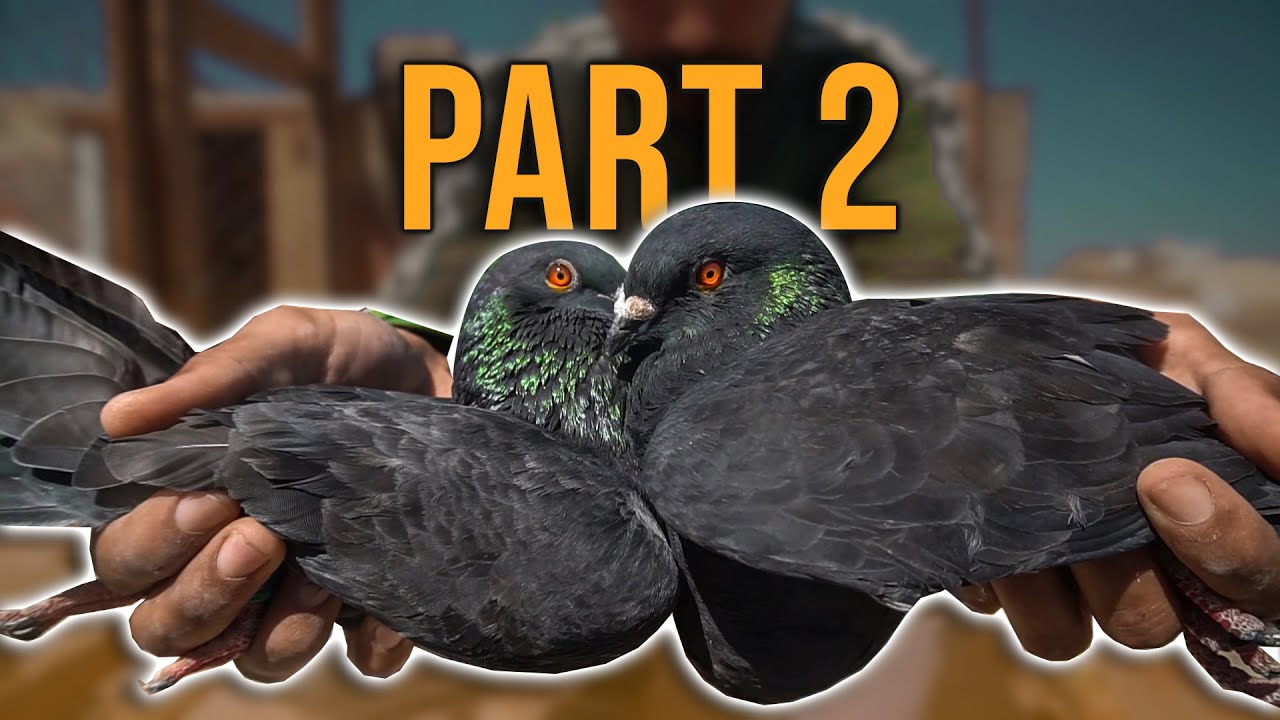 كنوجد للدجاجة باش تقرق (Part 2)