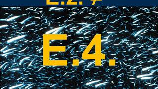 Reader’s Guide to the Fishery Ecosystem Plan Appendix